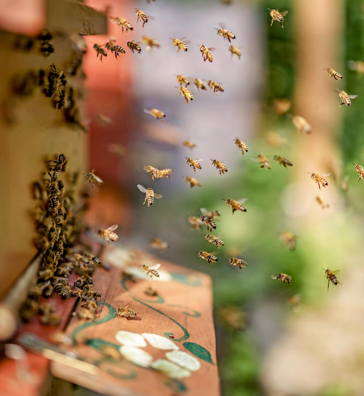 Flyer Rückseite Bienenfreunde gesucht