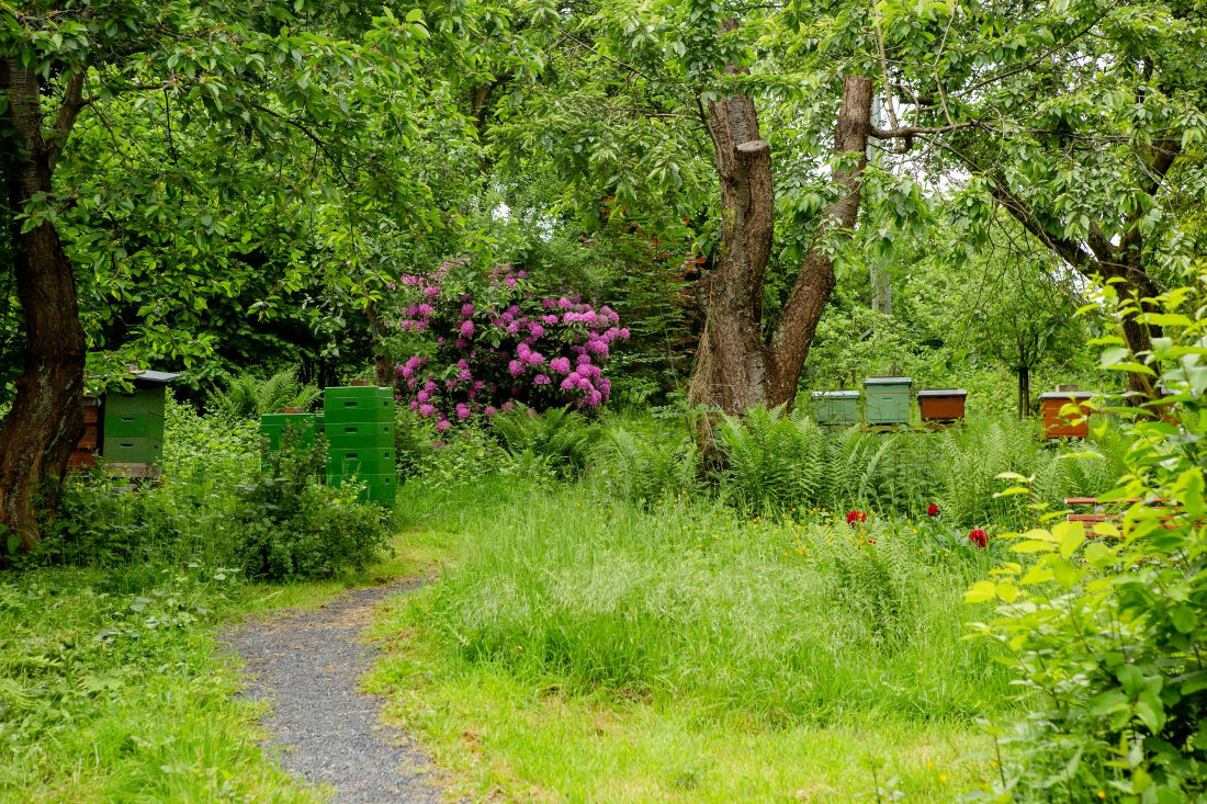 Unser Bienengarten in der Sulpkestr. in Dortmund Aplerbeck