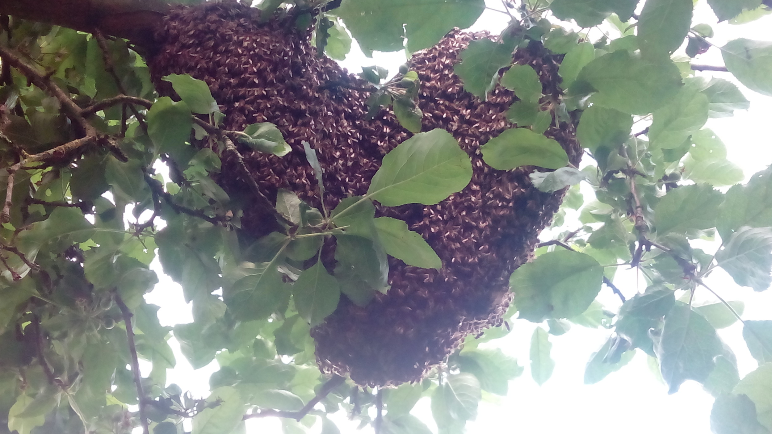 Bienenschwarm